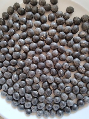 ��c����̌��_��A���哤5kg